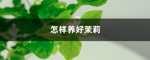 怎样养好茉莉