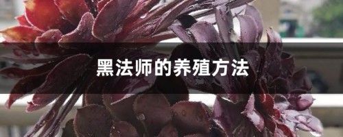 黑法师的养殖方法